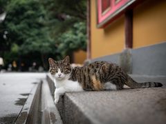 -龙华寺