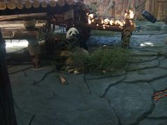 -泉州海丝野生动物世界