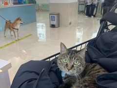 -北京观赏动物医院·24小时大型综合·猫专科·异宠专科