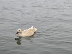 -西湖游船