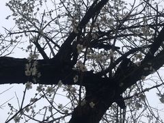 -荔枝公园(福田区)