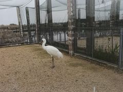 -盐城丹顶鹤湿地生态旅游区