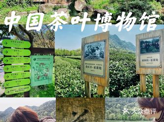 杭州游记｜茶文化主题展馆｜中国茶叶博物馆