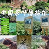 杭州游记｜茶文化主题展馆｜中国茶叶博物馆