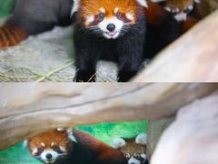 -灵玲国际马戏城