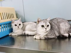 -中农大我爱我爱24h动物医院·中医针灸·猫专科·骨科医疗中心(双井店)