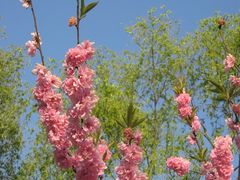 -南汇桃花村