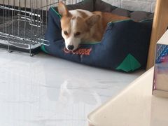 -喜多萌中农锦绣动物医院24H·猫科·牙科MRI·CT