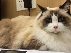 -瑞派康怡24h宠物医院·犬猫医疗中心·微创绝育(瑞景分院)