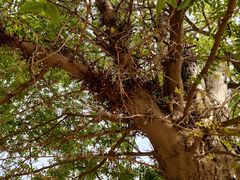 -石家庄市植物园