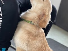 -趣玩宠物乐园寄养训犬训狗游泳池