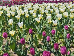 -长春公园(普阳街道)