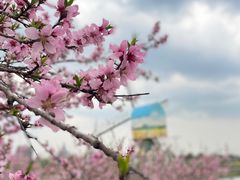 -荷兰花海