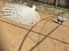 -秦皇岛野生动物园