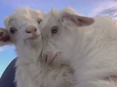 -CoCo都可(颍泉万达店)