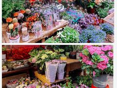 -循礼门鲜花花市(武汉循礼门店)