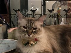 -共舞时光猫咖·狗咖(新街口店)