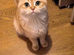 -欣宠猫屋·矮脚拿破仑·蓝金金渐层