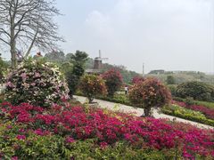 -东莞植物园