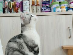 -瑞派康怡24h宠物医院·犬猫医疗中心·微创绝育(瑞景分院)