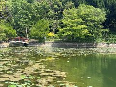 -嘉定紫藤园