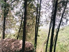 -阳台山自然风景区