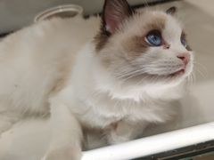 -babydoll猫舍·米努特·德文·缅因(久光中心店)