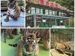 -栾川竹海野生动物园