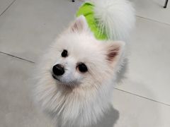 -怪兽屋·羊驼·猫咖·狗咖(俊华广场店)