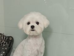 -瑞派旺宝宠物医院·犬猫全科综合·尿道专科(莲兴院)