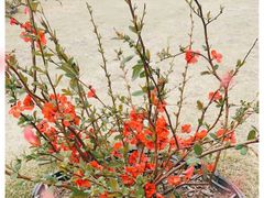 -西北湖绿化广场