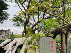 -江心屿景区