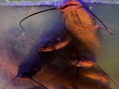 -鱼酷活鱼烤鱼(南京水游城店)