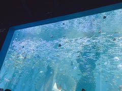 -哈尔滨波塞冬海底世界