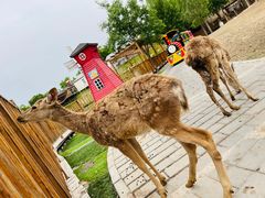 -北京鹿世界主题园