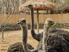 -北京野生动物园