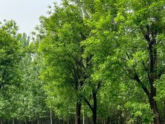 -汉长安城未央宫国家考古遗址公园