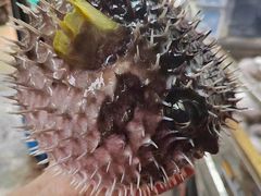 -原志优秀食材·匠心料理·海胆主题(金亿广场店)
