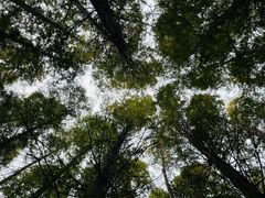 -日照海滨国家森林公园