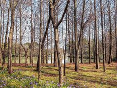 -上海海湾国家森林公园