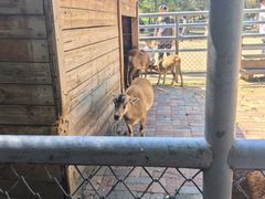 -长白岛森林公园