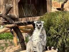 -北京野生动物园