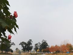 -两河城市森林公园