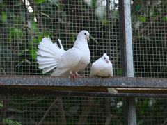 -呀路古热带植物园