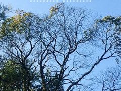 -西湖风景区十里琅珰-五云山