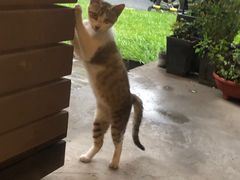 -猫里有甜