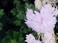 -杭州植物园