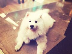 -百好乐宠物友好餐厅(朝外大街店)