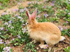 -苹果树下艺术餐厅(通州店)