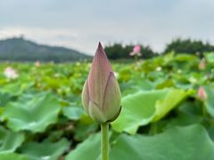 -上海辰山植物园